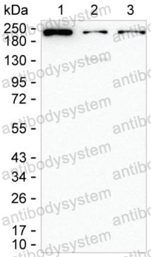 Western blot for Anti-MYH9 Antibody (R3J79) ?>