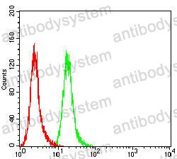 Anti-SOX11 Antibody (R3J94)