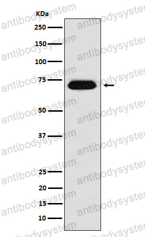 Anti-NUP62 Antibody (R1V45)