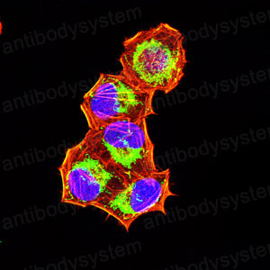 Immunofluorescence for Anti-HSPA9/Mortalin/GRP75 Antibody (R3K16) ?>