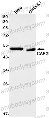 Anti-CAP2 Antibody (R1V65)