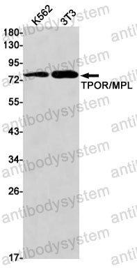 Anti-CD110/MPL Antibody (R1V67)