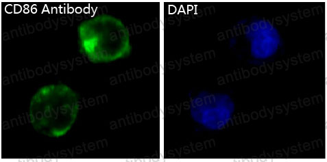 Anti-CD86/B7-2 Antibody (R1A97)