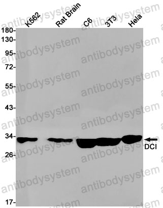 Western blot for Anti-ECI1 Antibody (R1V96) ?>