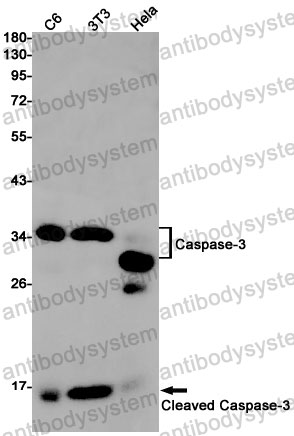 Anti-Cleaved-Caspase 3 p17 Antibody (R1W19)