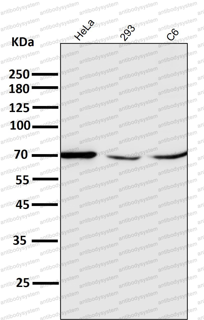Anti-SLC1A2 Antibody (R1W36)