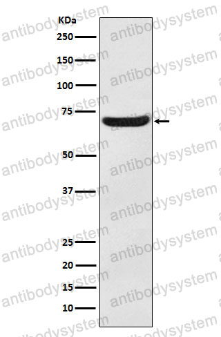 Anti-SLC1A1 Antibody (R1W37)