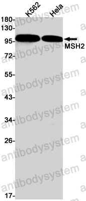 Anti-MSH2 Antibody (R1W45)
