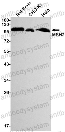 Anti-MSH2 Antibody (R1W44)