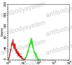 Western blot for Anti-CHRNA4 Antibody (R3L27) ?>