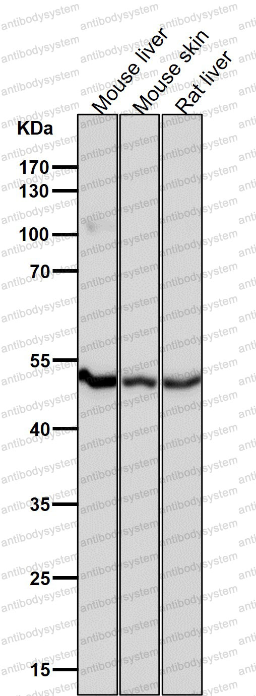 Anti-PSMC4/Tbp7 Antibody (R1B80)