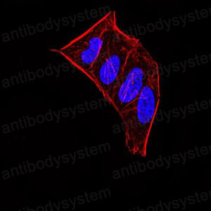 Immunofluorescence for Anti-CBX5 Antibody (R3L34) ?>