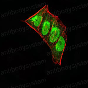 Immunofluorescence for Anti-CBX5 Antibody (R3L34) ?>