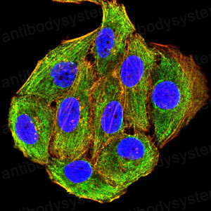 Immunofluorescence for Anti-CCR10 Antibody (R3L49) ?>