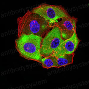 Immunofluorescence for Anti-5HT3/HTR3A Antibody (R3L50) ?>