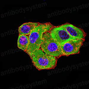 Immunofluorescence for Anti-5HT3/HTR3A Antibody (R3L51) ?>
