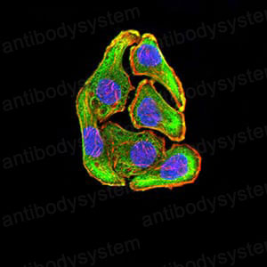 Immunofluorescence for Anti-MAP2K3 Antibody (R3L55) ?>