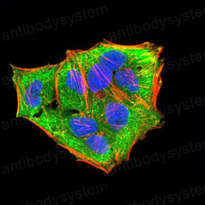 Immunofluorescence for Anti-MAP2K3 Antibody (R3L55) ?>