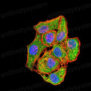 Immunofluorescence for Anti-MAP2K3 Antibody (R3L55) ?>