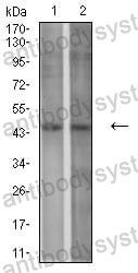 Western blot for Anti-P2RY1 Antibody (R3L61) ?>