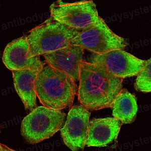 Immunofluorescence for Anti-LIMS1 Antibody (R3L69) ?>