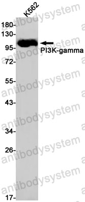 Anti-PIK3CG Antibody (R1X21)