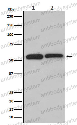 Anti-LMAN1 Antibody (R1X29)