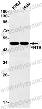 Anti-FNTB Antibody (R1X36)