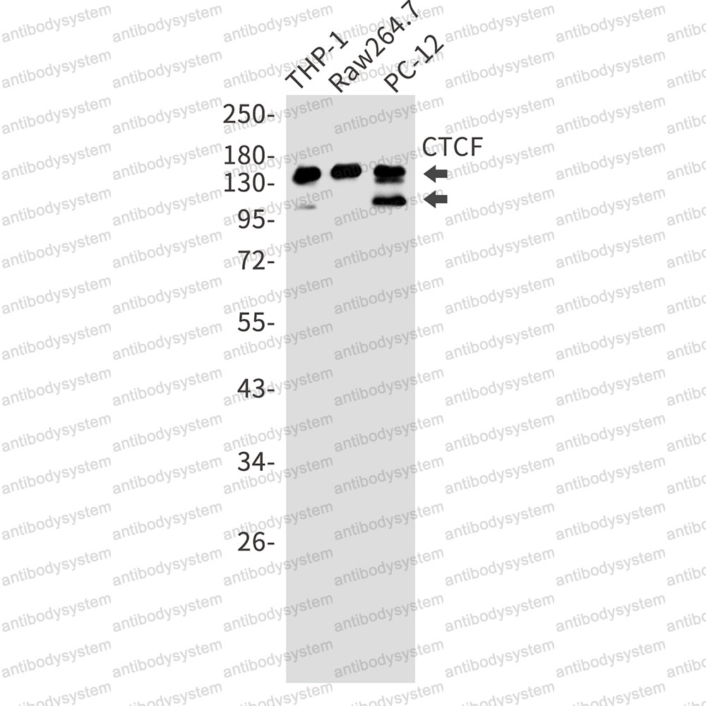 Anti-CTCF Antibody (R1X53)