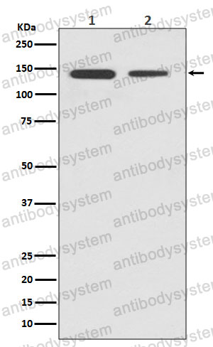 Anti-CTCF Antibody (R1X52)