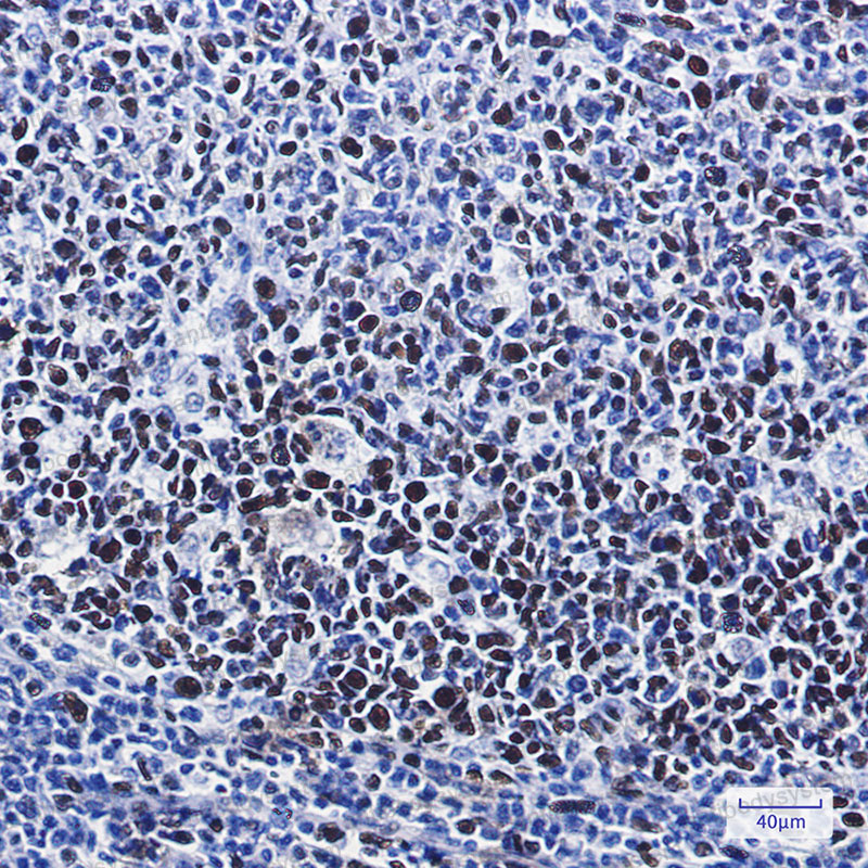 Anti-Phospho-MCM2 (Ser41) Antibody (R1X54)