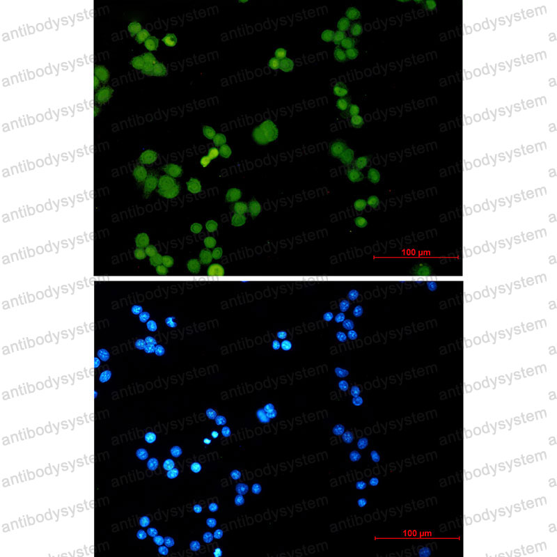 Anti-Phospho-MCM2 (Ser27) Antibody (R1X56)