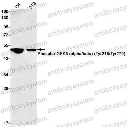 Anti-Phospho-GSK3A (Tyr216/Tyr279) Antibody (R1X83)