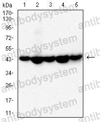 Western blot for Anti-VASP Antibody (R3M33) ?>