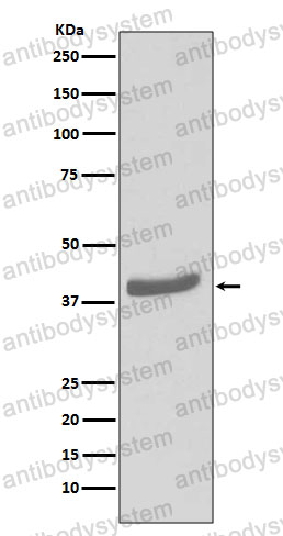 Anti-CDK7 Antibody (R1Y08)