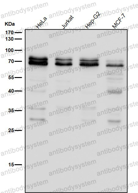 Anti-FXR1 Antibody (R1Y14)
