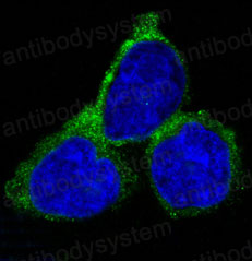 Anti-RAB7A Antibody (R1Y18)