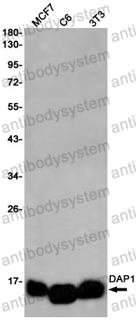 Anti-DAP Antibody (R1Y22)