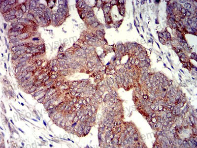 Immunohistochemical for Anti-P2RY4 Antibody (R3M53) ?>