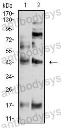 Western blot for Anti-P2RY4 Antibody (R3M53) ?>