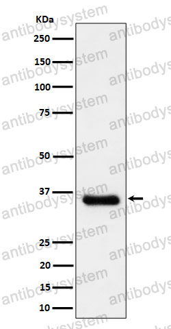Anti-CCNH Antibody (R1Y47)