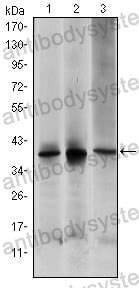 Western blot for Anti-MAP2K6 Antibody (R3M79) ?>