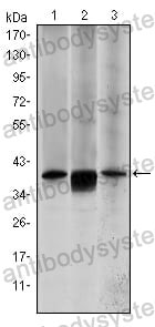 Western blot for Anti-MAP2K6 Antibody (R3M80) ?>