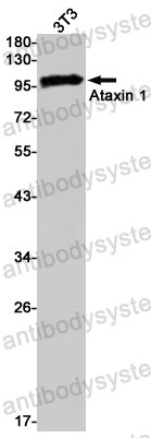 Anti-ATXN1 Antibody (R1Y87)