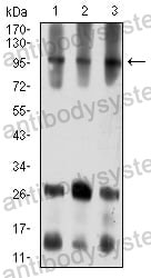 Western blot for Anti-ATXN1 Antibody (R3N09) ?>