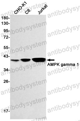 Anti-PRKAG1 Antibody (R1Y91)