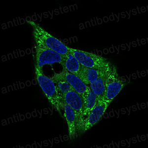 Immunofluorescence for Anti-PRKAG1 Antibody (R3N16) ?>