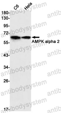 Anti-PRKAA2 Antibody (R1Y94)