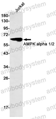 Anti-PRKAA2/AMPK alpha Antibody (R1Y93)