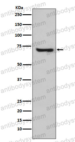 Anti-HSPA2 Antibody (R1Y95)